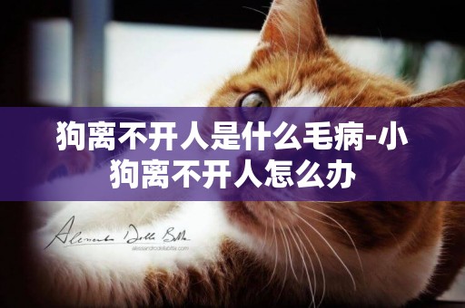 狗離不開人是什么毛病-小狗離不開人怎么辦