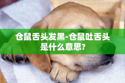 倉鼠舌頭發黑-倉鼠吐舌頭是什么意思?