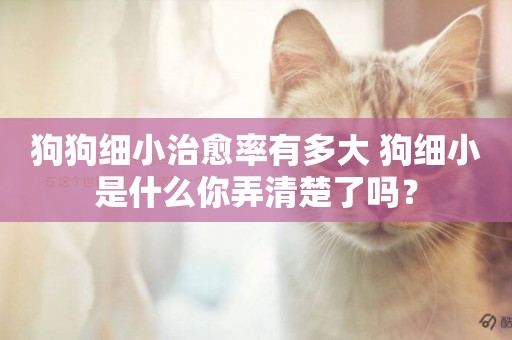 狗狗細小治愈率有多大 狗細小是什么你弄清楚了嗎？