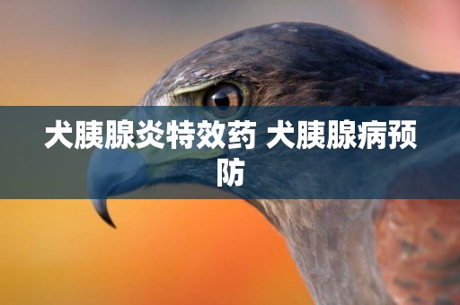 犬胰腺炎特效藥 犬胰腺病預防