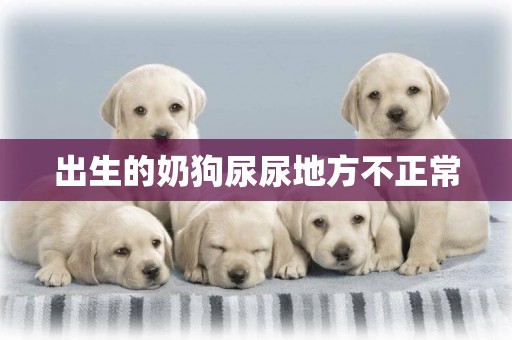 出生的奶狗尿尿地方不正常