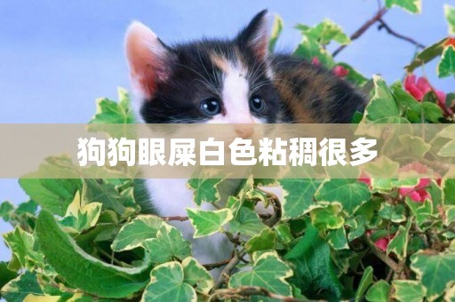 狗狗眼屎白色粘稠很多