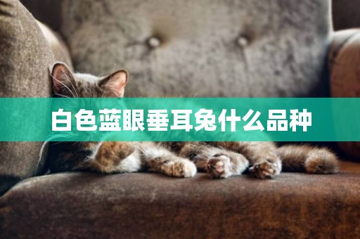 白色藍眼垂耳兔什么品種