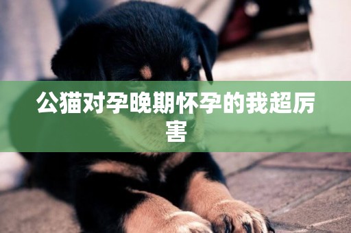 公貓對孕晚期懷孕的我超厲害
