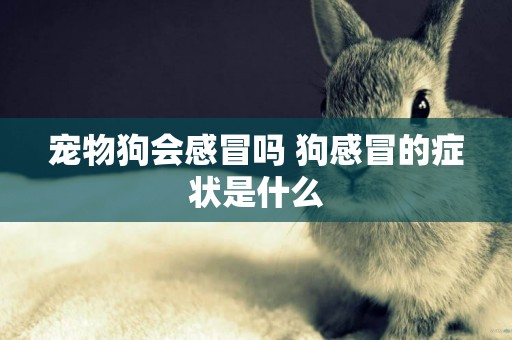 寵物狗會感冒嗎 狗感冒的癥狀是什么