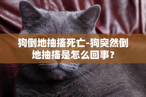 狗倒地抽搐死亡-狗突然倒地抽搐是怎么回事？