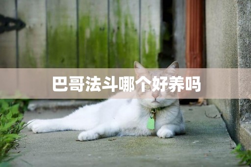 巴哥法斗哪個好養嗎