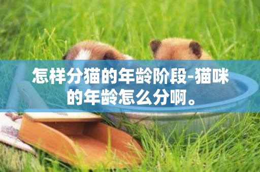 怎樣分貓的年齡階段-貓咪的年齡怎么分啊。
