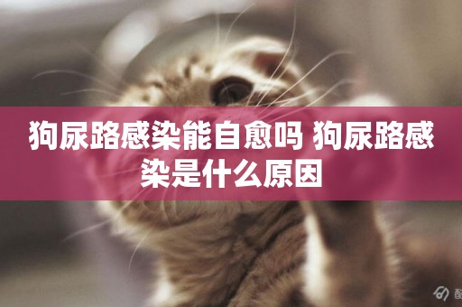 狗尿路感染能自愈嗎 狗尿路感染是什么原因