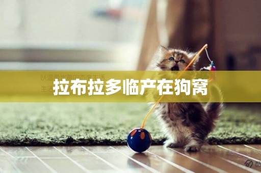 拉布拉多臨產在狗窩