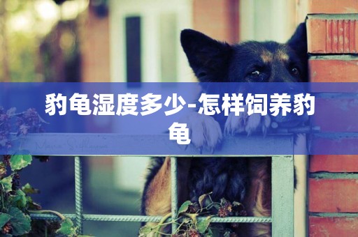 豹龜濕度多少-怎樣飼養豹龜