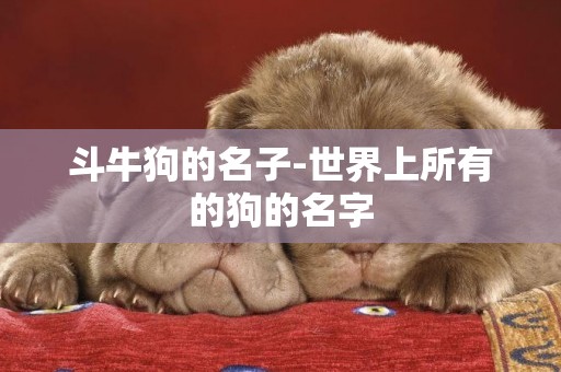 斗牛狗的名子-世界上所有的狗的名字