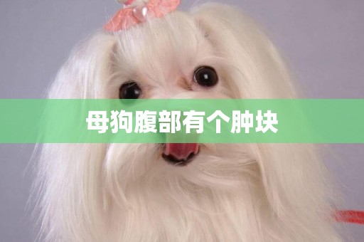 母狗腹部有個腫塊
