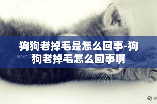 狗狗老掉毛是怎么回事-狗狗老掉毛怎么回事啊