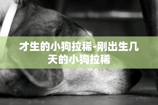 才生的小狗拉稀-剛出生幾天的小狗拉稀