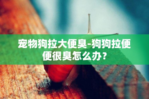 寵物狗拉大便臭-狗狗拉便便很臭怎么辦？