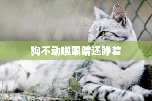 狗不動啦眼睛還睜著