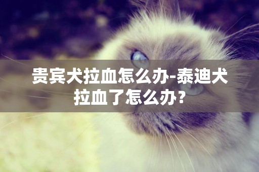 貴賓犬拉血怎么辦-泰迪犬拉血了怎么辦？