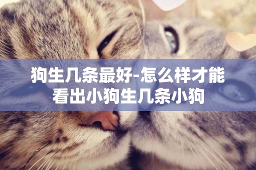狗生幾條最好-怎么樣才能看出小狗生幾條小狗
