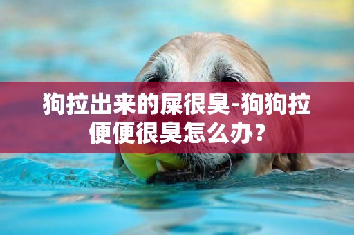 狗拉出來的屎很臭-狗狗拉便便很臭怎么辦？
