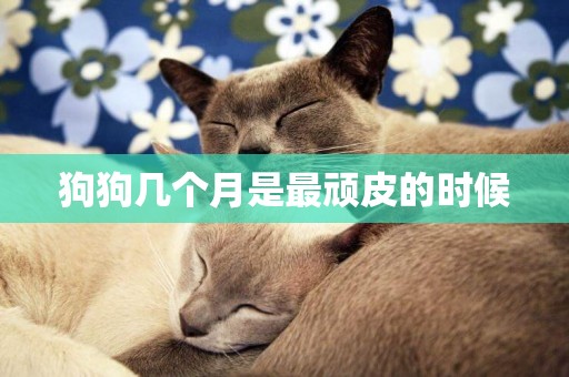 狗狗幾個月是最頑皮的時候