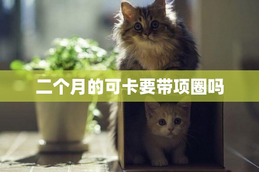 二個月的可卡要帶項圈嗎