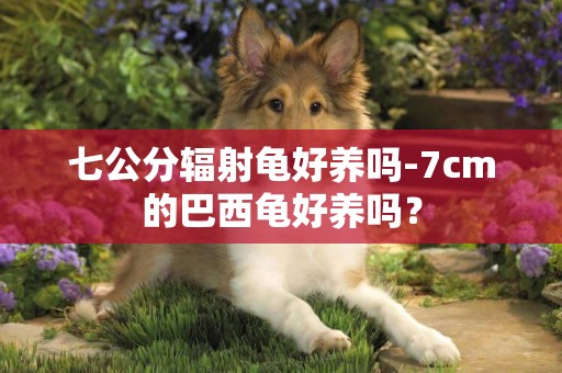 七公分輻射龜好養嗎-7cm的巴西龜好養嗎？