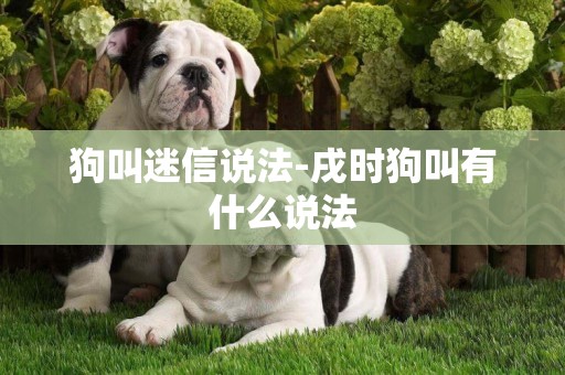 狗叫迷信說法-戌時狗叫有什么說法