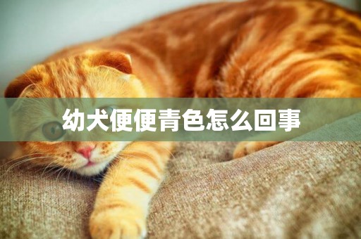 幼犬便便青色怎么回事