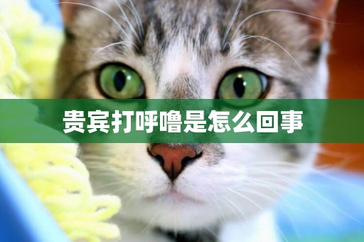 貴賓打呼嚕是怎么回事