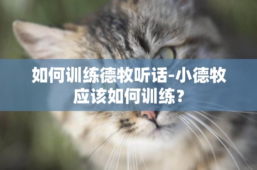 如何訓練德牧聽話-小德牧應該如何訓練？