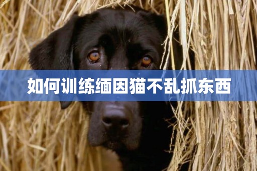 如何訓練緬因貓不亂抓東西