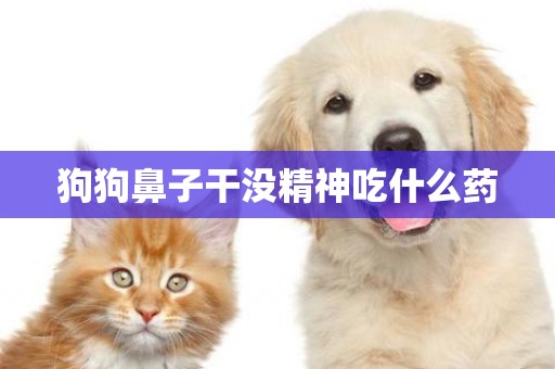 狗狗鼻子干沒精神吃什么藥