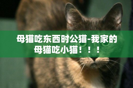 母貓吃東西時公貓-我家的母貓吃小貓！！！