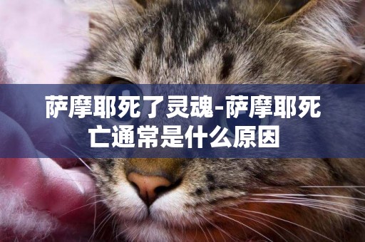 薩摩耶死了靈魂-薩摩耶死亡通常是什么原因