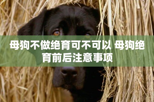 母狗不做絕育可不可以 母狗絕育前后注意事項