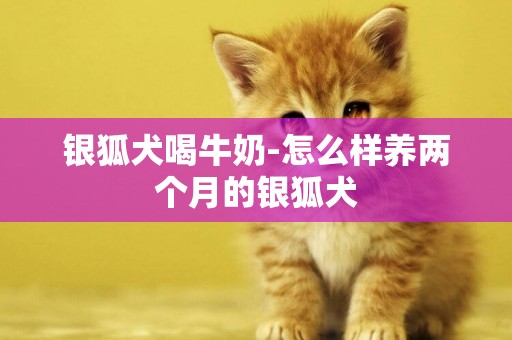 銀狐犬喝牛奶-怎么樣養兩個月的銀狐犬