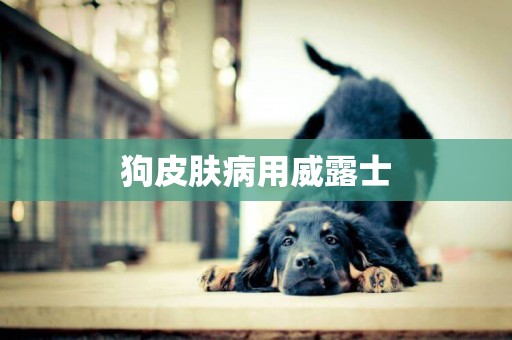 狗皮膚病用威露士