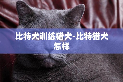 比特犬訓練獵犬-比特獵犬怎樣