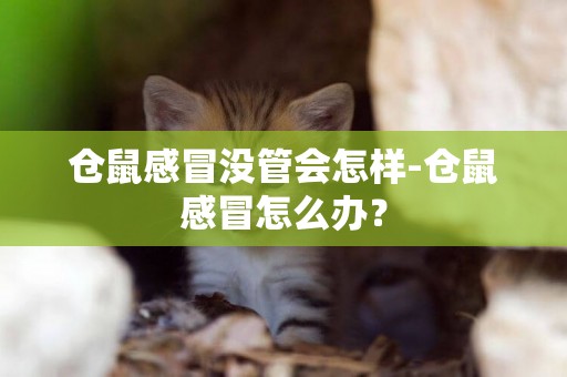 倉鼠感冒沒管會怎樣-倉鼠感冒怎么辦？
