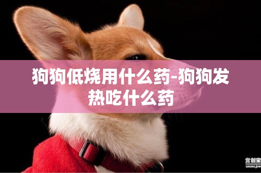 狗狗低燒用什么藥-狗狗發熱吃什么藥