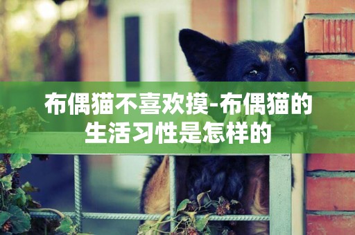 布偶貓不喜歡摸-布偶貓的生活習性是怎樣的