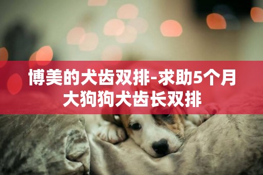 博美的犬齒雙排-求助5個月大狗狗犬齒長雙排