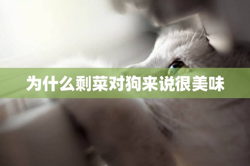 為什么剩菜對狗來說很美味