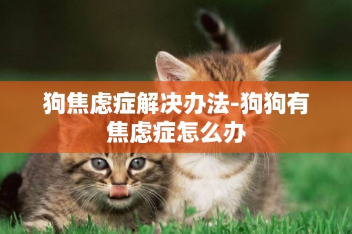 狗焦慮癥解決辦法-狗狗有焦慮癥怎么辦