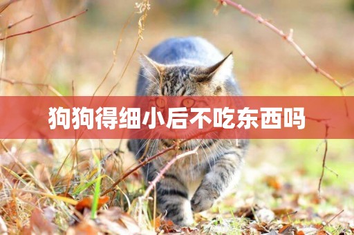 狗狗得細小后不吃東西嗎