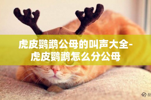 虎皮鸚鵡公母的叫聲大全-虎皮鸚鵡怎么分公母