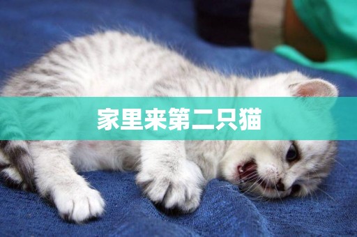 家里來第二只貓