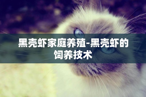 黑殼蝦家庭養殖-黑殼蝦的飼養技術