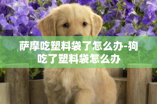 薩摩吃塑料袋了怎么辦-狗吃了塑料袋怎么辦